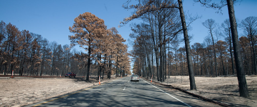 Charred Pines of Bastrop Charred Pines of Bastrop
